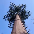 Dış Mekan için 30m / S Hindistan Cevizi Ağacı Kamuflaj Hücre Kulesi
