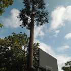 Yapay Palmiye Ağacı Kamuflaj Telekom Kulesi Mobil Monopol Biyonik Ağaç Wifi Sinyali